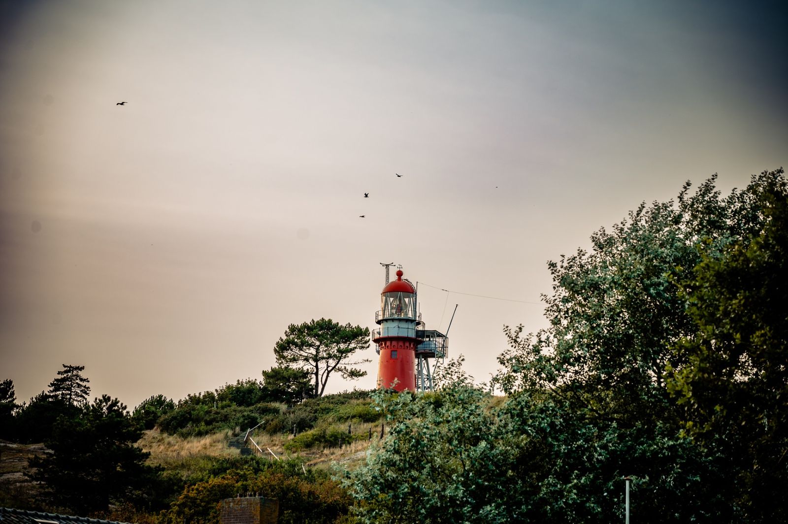 Vuurtoren van Vlieland boven de boomtoppen